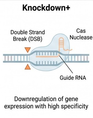 Knockdown+ mechanism diagram