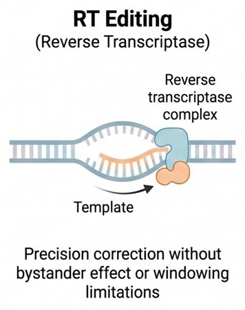 Precision RT editing mechanism diagram