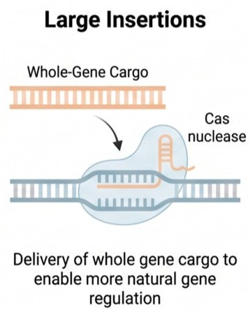 Large insertions mechanism diagram
